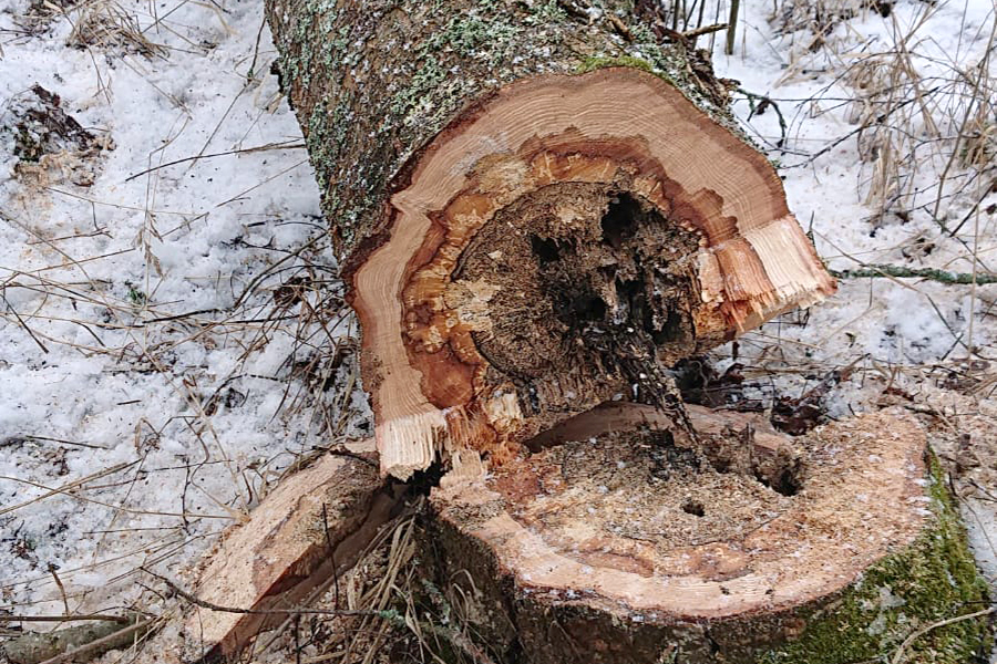 viheralueiden huolto: laho puu on turvallisuusriski, tilaa meiltä puiden kaato